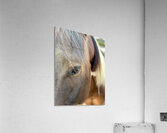 IMG 4812 Acrylic Print
