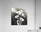Calla Lily flowers Cyberpunk style Acrylic Print