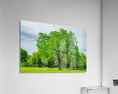 Majestic Elm In Springtime Stillness Acrylic Print