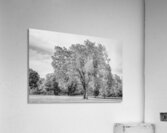 Majestic Elm In Springtime Stillness Grayscale Acrylic Print