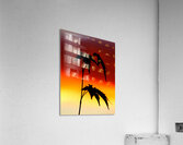 Sunset Acer Acrylic Print
