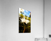 A Daisy Story Acrylic Print