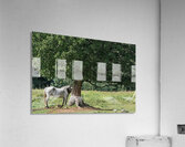Horse and Tree Acrylic Print