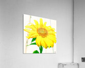 Sunflower Picture Acrylic Print
