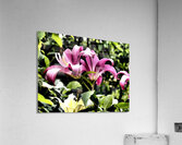 Vibrant Pink Flowering Lilies                                                                                                                      Acrylic Print