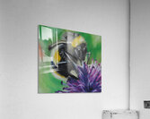 Bumblebee Feast Acrylic Print