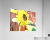 The Sunflower and  Lady Bird                                                                                                                      Acrylic Print