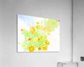  Ethereal Summer Flowers                                                                                                                     Acrylic Print