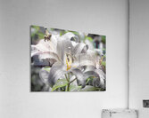 Lilies and the Drew Drops                                                                                                                      Acrylic Print