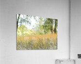 Summers Delight in the Scottish Highlands                                                                                                                      Acrylic Print