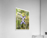 Wood Duck Hen Spread Acrylic Print