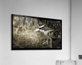 Blending to Survive Acrylic Print