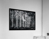 Cloaking Killdeer Acrylic Print