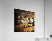 Costa Rica  Hermit Tree Crabs Acrylic Print