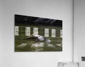 Pelican Coming in for a Landing Acrylic Print