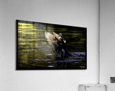 Morning Wood Duck Acrylic Print