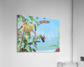   Butterfly on Vibrant Buddleia Blossoms                                                                                                                    Acrylic Print