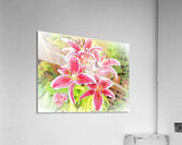 Abstract Lilies in Summer Sunlight                                                                                                                      Acrylic Print
