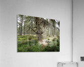 Scottish Highlands Serene Forest with Mossy Tree                                                                                                                      Acrylic Print