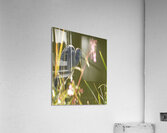 900.JPT 66429Jj Acrylic Print