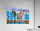 HABOR PELICAN  Acrylic Print