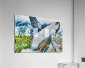 HUMPBACK WHALE Acrylic Print