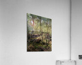  Scottish Highlands Sunshine Forest                                                                                                                     Acrylic Print