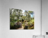 Scottish Highlands Serene Birch Woodland                                                                                                                        Acrylic Print