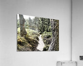  Scottish Highlands Path through the Woodland                                                                                                                     Acrylic Print