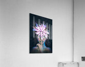 Wild Bergamot Flower Fae   Hush Acrylic Print