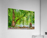 WEEPING WILLOW  Acrylic Print