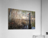 Serene Woodland Marsh Winter Berries Acrylic Print