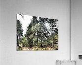 Scottish Highlands Serene Woodland Path                                                                                                                     Acrylic Print