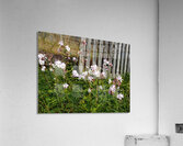 Wildflowers in the Scottish Highlands                                                                                                                      Acrylic Print