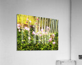 Vibrant  Wildflowers  by a Rustic Fence                                                                                             Acrylic Print