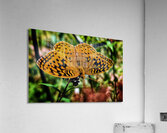 Feeding in the Light Acrylic Print