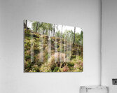  Scottish Highlands Tranquil Woodland Landscape                                                                                  Acrylic Print