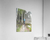  Scottish Highlands Birch Tree Walk                                                                                                                     Acrylic Print