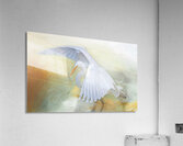 Imminent  White Egret Flight Acrylic Print