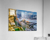 SEAL LIONS  Acrylic Print