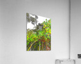 Abstract Vivid Forest Canopy                                                                                                                      Acrylic Print