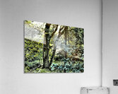  Scottish Highlands Enchanted Forest Path                                                                                                                     Acrylic Print