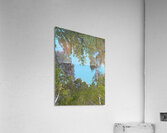 Scottish Highlands Birch Tree  Canopy                                                                                                  Acrylic Print