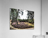  Scottish Highlands Mixed Forest and the Heather                                                                                                                     Acrylic Print
