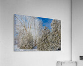 Un hiver glaciale Acrylic Print