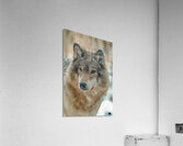 Le Loup Doux Acrylic Print