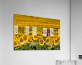 Sunflower Morning Acrylic Print