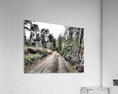  Scottish Highlands Path through a Birch and Pine Forest                                                                                                                      Acrylic Print