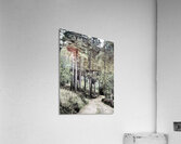 Scottish Highlands Mixed Forest Trail                                                                                                                      Acrylic Print