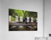 Wetland  Atmospheric Cypress Tree Roots Acrylic Print